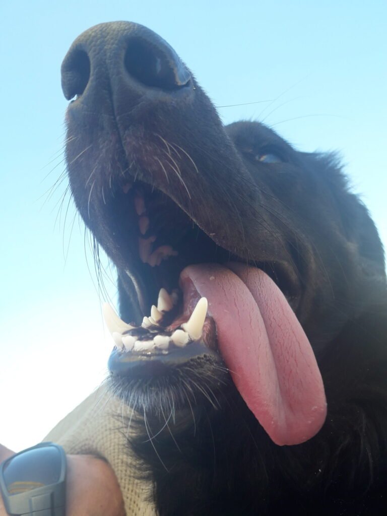 Un perro feliz asomándose por la ventana de una autocaravana mientras viaja por la carretera. El viento sopla su pelaje y su lengua cuelga mientras disfruta de la brisa fresca en su rostro